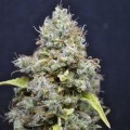 CBD Skunk Haze (CBD Crew)