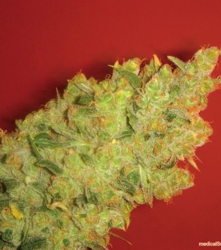 Jack La Mota (Medical Seeds)