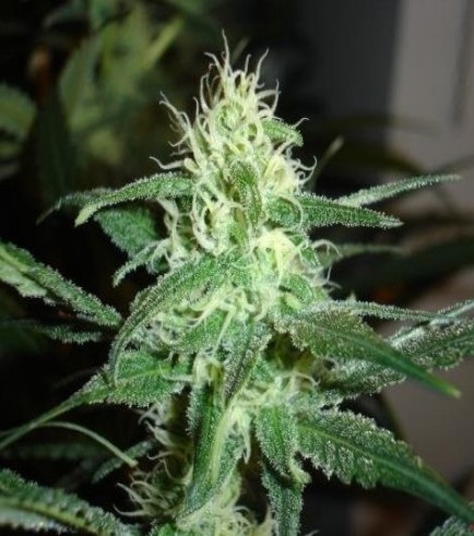 Prozack (Medical Seeds)