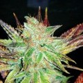 Prozack (Medical Seeds)