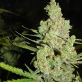 1024 (Medical Seeds)