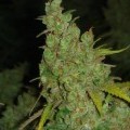 1024 (Medical Seeds)