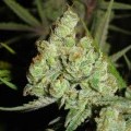 1024 (Medical Seeds)