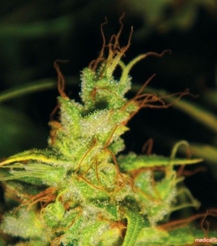 2046 (Medical Seeds)