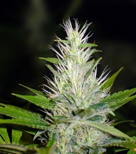 Malakoff (Medical Seeds)