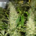 Malakoff (Medical Seeds)