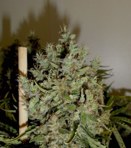 Big Jack (GreenLabel Seeds)