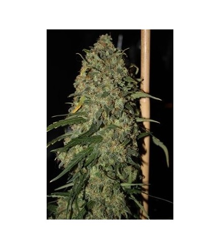 Easy Skunk (GreenLabel Seeds)