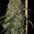 Easy Skunk (GreenLabel Seeds)