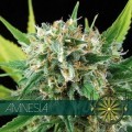 Amnesia (Vision Seeds)