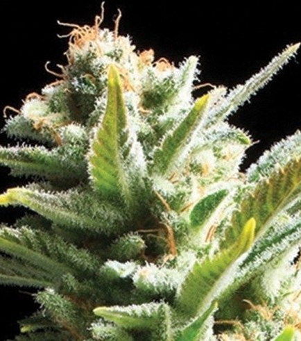 Amnesia (Vision Seeds)