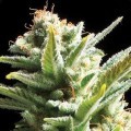 Amnesia (Vision Seeds)