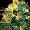 Jack Herer (Vision Seeds)