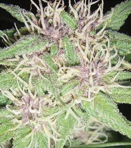 Jack Herer (Vision Seeds)