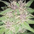 Jack Herer (Vision Seeds)