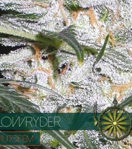 Lowryder (Vision Seeds)