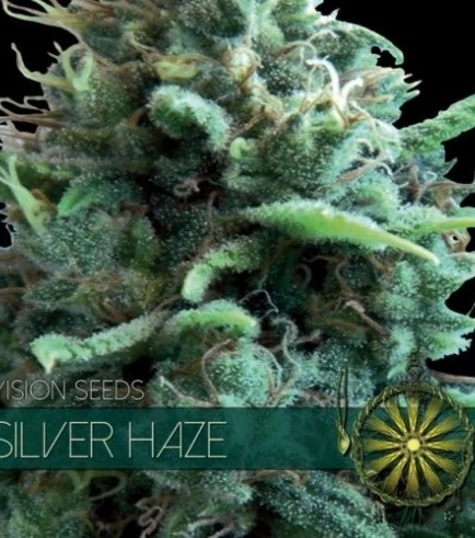 Silver Haze (Vision Seeds)