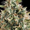 White Widow (Vision Seeds)