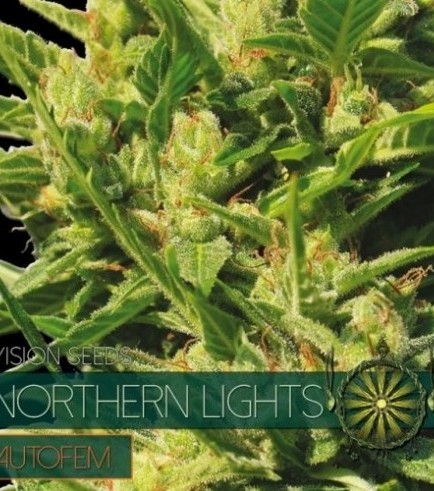 Northern Lights Autoflowering (Vision Seeds)