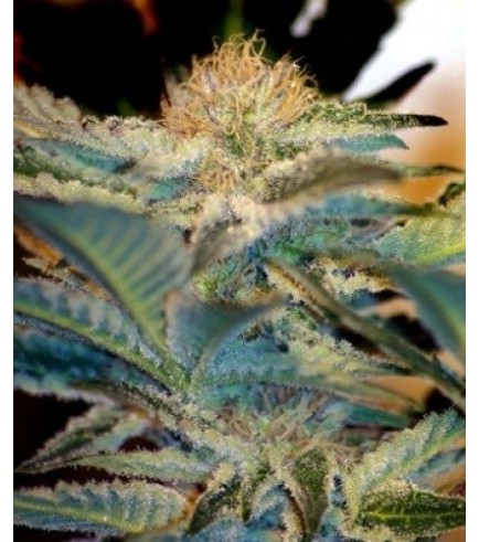 Mohan Ram Auto (Sweet Seeds)