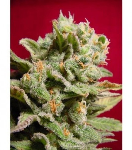 Dutch Dragon (Paradise Seeds)