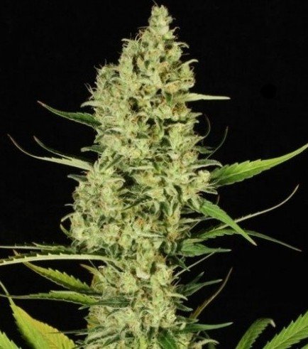 Delahaze (Paradise Seeds)