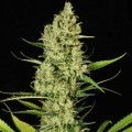 Delahaze (Paradise Seeds)