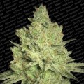 Jacky White (Paradise Seeds)