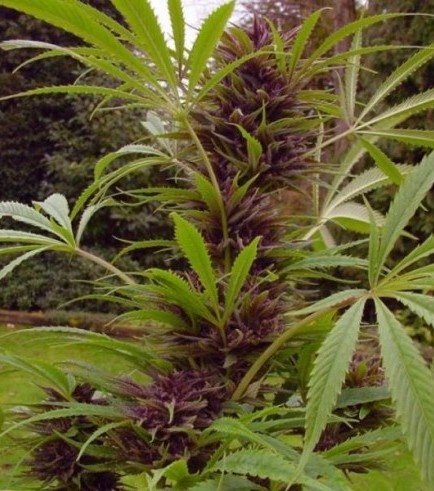 Sweet Purple (Paradise Seeds)