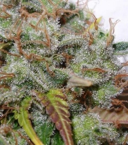 White Berry (Paradise Seeds)