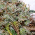 White Berry (Paradise Seeds)