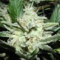 Sensi Star (Paradise Seeds)