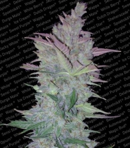 Vertigo (Paradise Seeds)