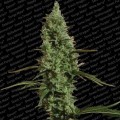 Atomical Haze (Paradise Seeds)