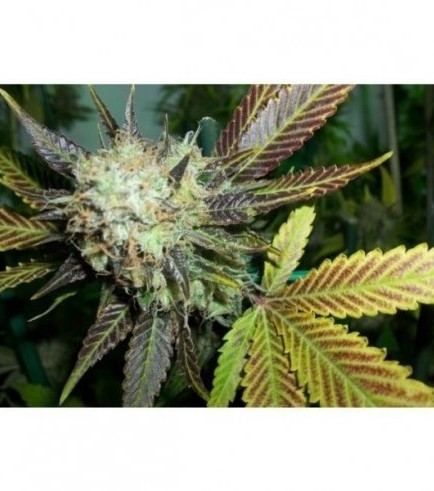 Lucid Bolt (Paradise Seeds)