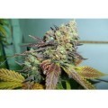 Lucid Bolt (Paradise Seeds)