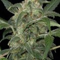 Haze 2.0 Autoflowering (Dinafem)