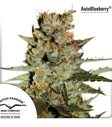 Autoblueberry (Dutch Passion)