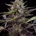 Autoblueberry (Dutch Passion)