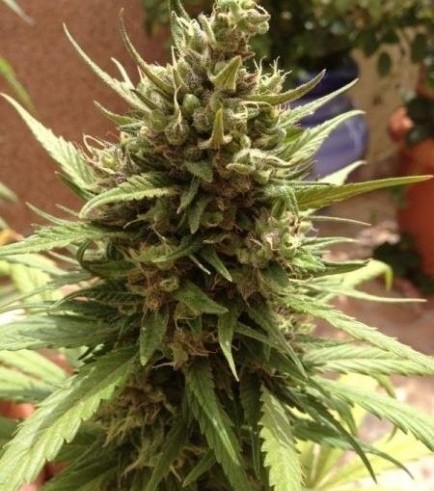 Autoblueberry (Dutch Passion)