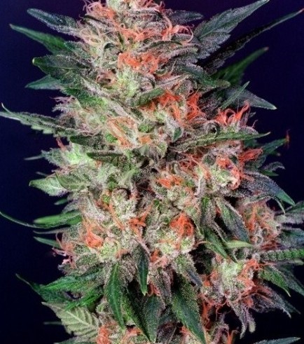 White Widow (Dutch Passion)