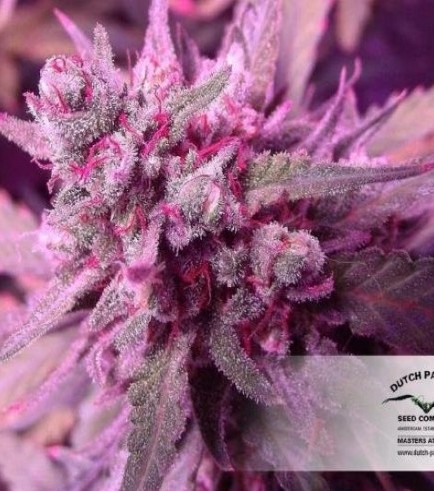 White Widow (Dutch Passion)