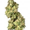 Ultra Skunk (Dutch Passion)