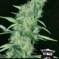 Somango 47 (Positronics)