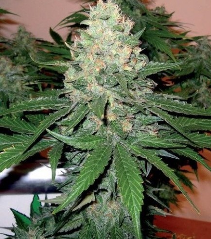 Rocklock (DNA Genetics)