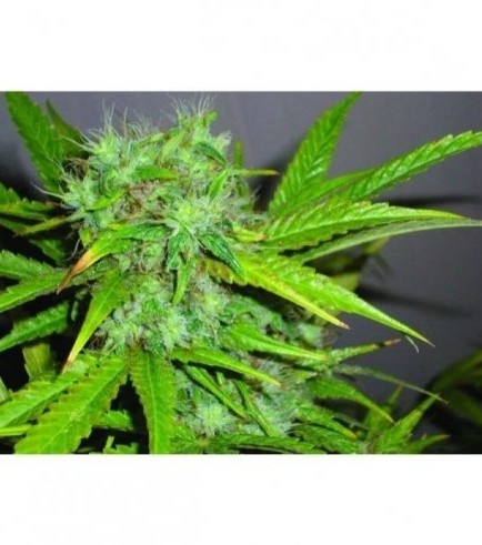 Rocklock (DNA Genetics)