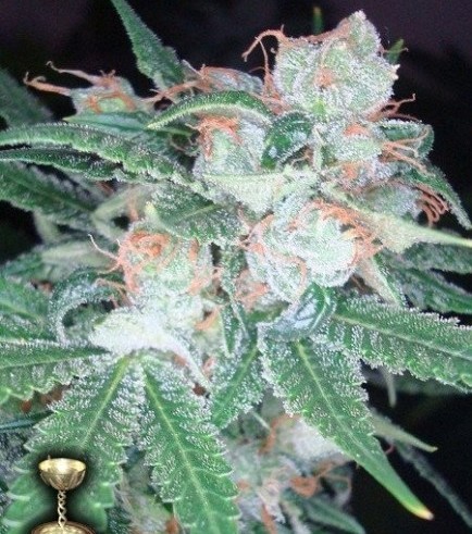 Sleestack (DNA Genetics)