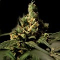 Citral Skunk (Bulldog Seeds)