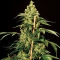 Jack Herer (Bulldog Seeds)