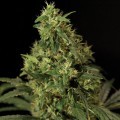 Northern Light (Bulldog Seeds)